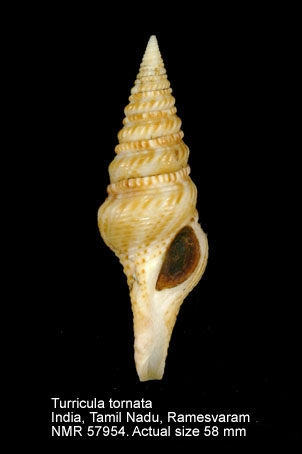Turricula tornata (3).jpg - Turricula tornata (Dillwyn,1817)